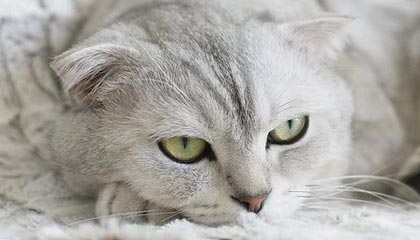 爱游戏体育官方网站-澳大利亚女子橄榄球发展进入黄金期，澳大利亚橄榄球规则